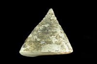 藏品(銀塔鐘螺)的圖片